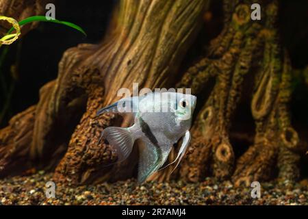 Tropische Fische Pterophyllum scalare altum, Engelfische schwimmen im Aquarium Wasser mit Holzdekor. Weiß mit schwarz gestreiften Fischen im Ozeanarium. Aq Stockfoto