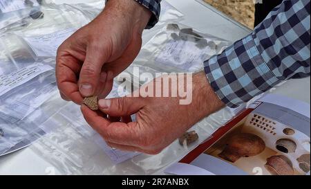 Brandenburg, Deutschland. 14. Juni 2023. Archäologe Torsten Trebes erklärt die archäologischen Funde. Während archäologischer Ausgrabungen in Brandenburg an der Havel sind Forscher auf Silbermünzen gestoßen, die bis zu 700 Jahre alt sind. Kredit: Cevin Dettlaff/dpa/Alamy Live News Stockfoto