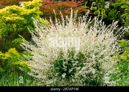 Gesprenkelte Weide Salix integra Hakuro Nishiki im Garten, sphärisch geformte Baumwipfel Stockfoto