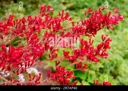 Rote Heuchera sanguinea Blumengarten Rote Blume Heuchera blühende Pflanzen Stauden Heucheras Heuchera Rote Heuchera splendens Stockfoto