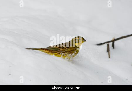 Yellowhammer alias Emberiza citrinella ist auf der Suche nach Essen in der Schneeverwehung im Garten im Winter Stockfoto