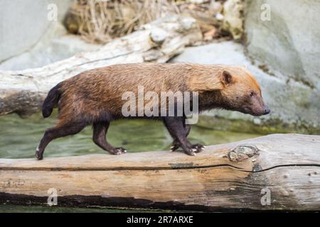 Buschhund läuft Stockfoto