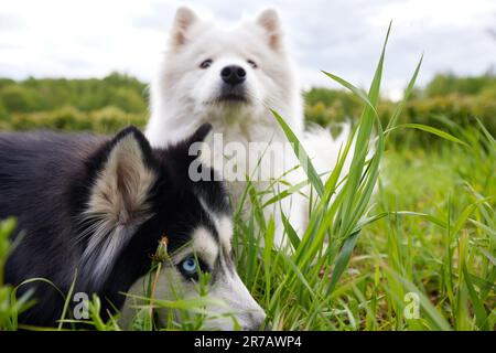 Zwei flauschige reinrassige Hunde: Ein weißer, marinierter arktischer spitz und ein schwarz-weißer sibirischer Husky liegen auf einem grünen Sommerrasen inmitten von Gras und Blumen. Ein Hund Stockfoto