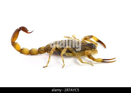 Chinesischer gestreifter Rindenskorpion/Vietnamesischer Braunskorpion (Lychas mucronatus) auf weißem Hintergrund Stockfoto