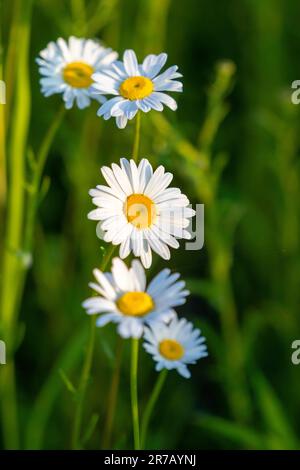 Mehrere wunderschöne Kamillenvögel auf wilder Wiese Stockfoto