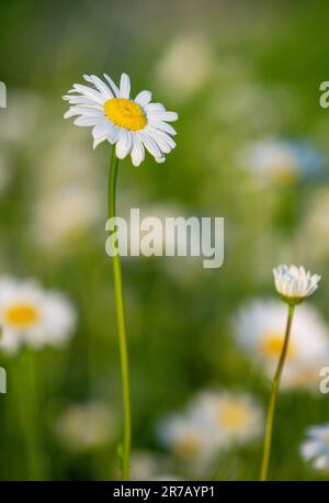 Mehrere wunderschöne Kamillenvögel auf wilder Wiese Stockfoto