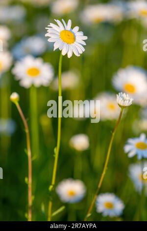 Mehrere wunderschöne Kamillenvögel auf wilder Wiese Stockfoto