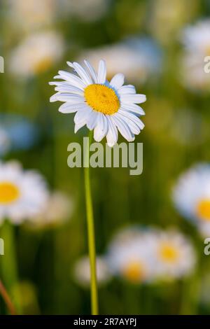 Mehrere wunderschöne Kamillenvögel auf wilder Wiese Stockfoto