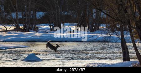 Weißwedelhunde, die über den Chippewa River im Norden von Wisconsin läuft. Stockfoto