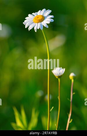 Mehrere wunderschöne Kamillenvögel auf wilder Wiese Stockfoto