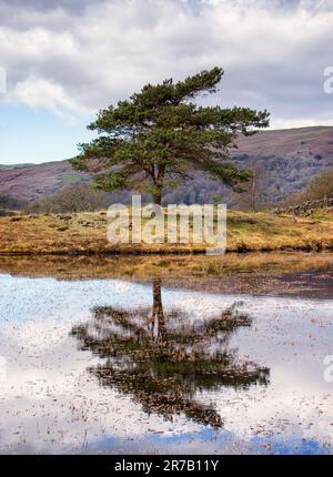 Ein einsamer Baum, der sich in den ruhigen Gewässern von Kelly Hall Tarn, Lake District, spiegelt Stockfoto