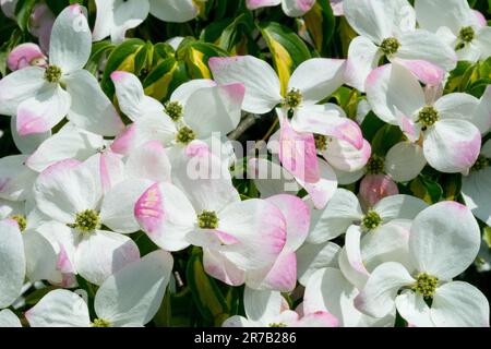 Japanische Hartholzblumen Cornus kousa Goldstern Rosa Weißer Hartholzbaum blühende Blüten im späten Frühjahr Juni blühender chinesischer Hartholzgarten Stockfoto