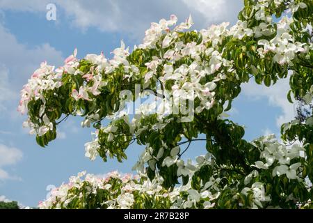 Cornus „Gold Star“, Dogwood, Cornus Kousa, Garten, Blumengarten, Strauch, Blüte, Zweig Stockfoto