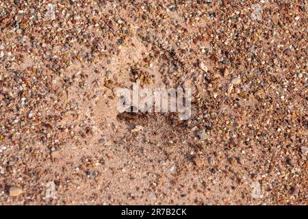 Westliche Harvester Amts, Pogonomyrmex occidentalis, um die Öffnung zu ihrem Hügel in der Caineville-Wüste, Hanksville, Utah. Stockfoto