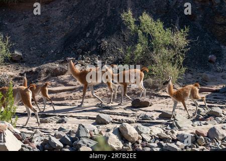 Eine kleine Herde von Guanacos, Lama guanicoe, im Ischigualasto Provincial Park, San Juan, Argentinien. Stockfoto