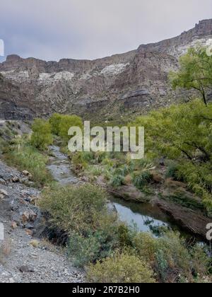 Uferlebensraum entlang des Atuel River in der Trockenzeit im Atuel Canyon bei San Rafael, Mendoza Province, Argentinien. Stockfoto