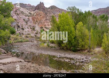 Uferlebensraum entlang des Atuel River in der Trockenzeit im Atuel Canyon bei San Rafael, Mendoza Province, Argentinien. Stockfoto