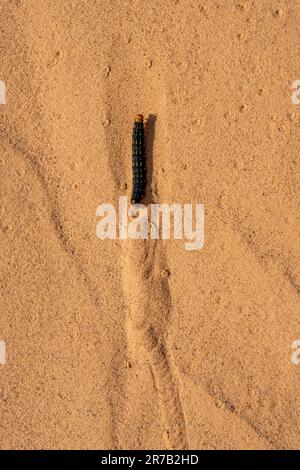 Raupe einer weißen Sphinx-Motte, Hyles lineata, klettert auf eine Sanddüne in der San Rafael-Wüste bei Hanksville, Utah. Stockfoto