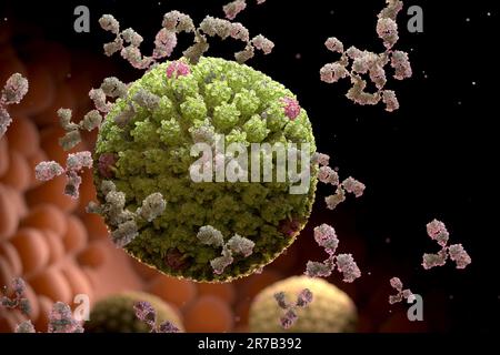 Humanes Herpesvirus und Antikörper, Virusinfektion. 3D Abbildung Stockfoto