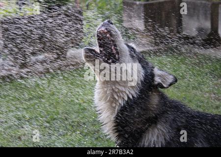 Husky spielt im Hof Stockfoto