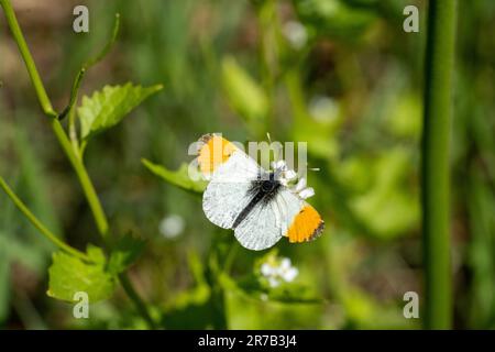 Orangefarbene Spitze, Schmetterling, männlich (Anthocharis-Kardamine) Stockfoto