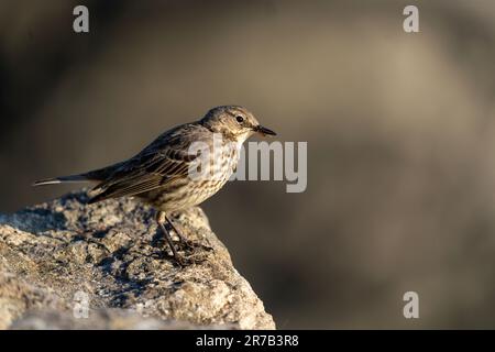 Rock Pipit (Anthus petrosus) Porträt Stockfoto