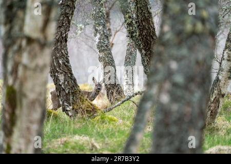 Rogen Doe (Capreolus capreolus) in typischem Waldlebensraum. Stockfoto