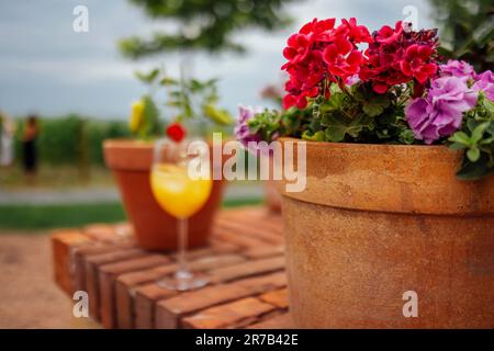 Nahaufnahme eines großen Töpfchens roter und lila Geranien auf einem Ziegeltisch. Ein Glas Fruchtsaft oder ein alkoholischer Cocktail, Blumentöpfe und eine grüne Ga Stockfoto