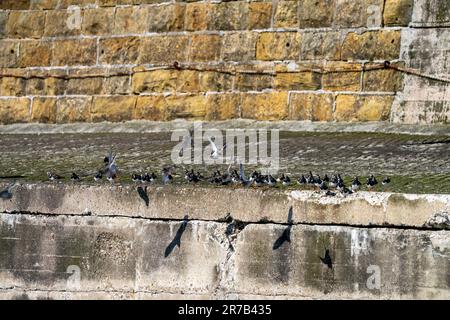 Kleine britische Wader, die bei Flut auf einem Pier rudeln, einschließlich Turnstones, Redshank und A Knot. Stockfoto