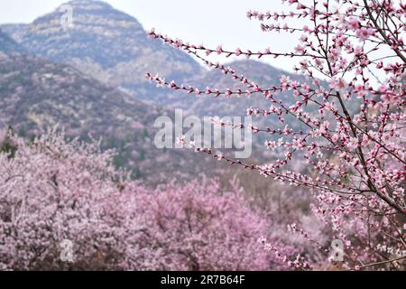 Entdecken Sie die atemberaubende Schönheit eines sonnenbeleuchteten Waldes, geschmückt mit vielfältigen blühenden Blumen, eine harmonische Darstellung der lebendigen Wandteppiche der Natur Stockfoto