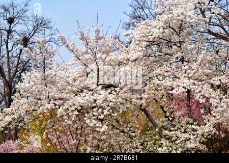 Entdecken Sie die atemberaubende Schönheit eines sonnenbeleuchteten Waldes, geschmückt mit vielfältigen blühenden Blumen, eine harmonische Darstellung der lebendigen Wandteppiche der Natur Stockfoto