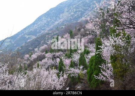 Entdecken Sie die atemberaubende Schönheit eines sonnenbeleuchteten Waldes, geschmückt mit vielfältigen blühenden Blumen, eine harmonische Darstellung der lebendigen Wandteppiche der Natur Stockfoto