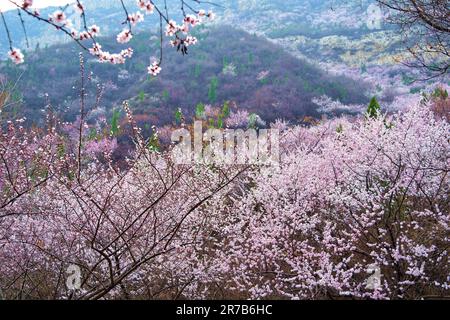 Entdecken Sie die atemberaubende Schönheit eines sonnenbeleuchteten Waldes, geschmückt mit vielfältigen blühenden Blumen, eine harmonische Darstellung der lebendigen Wandteppiche der Natur Stockfoto