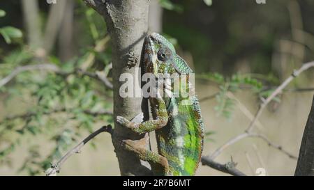 9. Juni 2023, Oblast Oblast Oblast Oblast Oblast Oblast Oblast Oblast, Ukraine, Osteuropa: Grünes Chamäleon, das an sonnigen Tagen auf den Baumstamm steigt. Panther Chamäleon (Kreditbild: © Andrey Nekrasov/ZUMA Press Wire) NUR REDAKTIONELLE VERWENDUNG! Nicht für den kommerziellen GEBRAUCH! Stockfoto