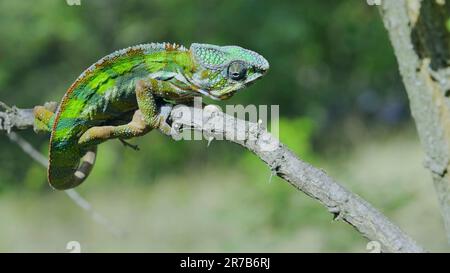 9. Juni 2023, Oblast Oblast Oblast Oblast Oblast Oblast, Ukraine, Osteuropa: Bright Panther chameleon (Furcifer pardalis) Klettergerüste (Kreditbild: © Andrey Nekrasov/ZUMA Press Wire) NUR REDAKTIONELLE VERWENDUNG! Nicht für den kommerziellen GEBRAUCH! Stockfoto