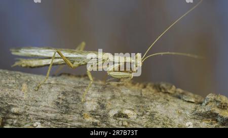 10. Juni 2023, Oblast Oblast Oblast Oblast Oblast Oblast Oblast, Ukraine, Osteuropa: Die männliche Gottesanbeterin sitzt auf einem Ast, der sich vor seinem Hintergrund verkleidet, und dreht den Kopf um. Crimean Praying Mantis (Kredit-Image: © Andrey Nekrasov/ZUMA Press Wire) NUR REDAKTIONELLE VERWENDUNG! Nicht für den kommerziellen GEBRAUCH! Stockfoto