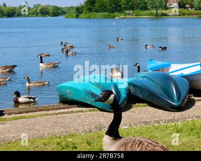 Thorpeness, Suffolk, Großbritannien - 13. Juni 2023 : Kanadische Gänsefotobomben Blick auf den see meare. Stockfoto