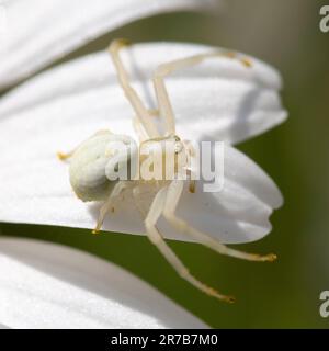 Weiße Krabbenspinne (Misumena vatia) auf weißer Gänseblümchen, Hampshire, England, Großbritannien Stockfoto