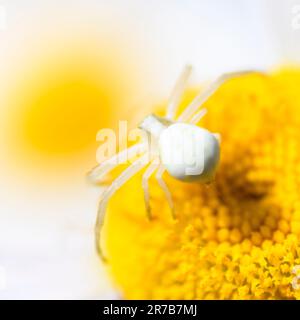 Weiße Krabbenspinne (Misumena vatia) auf weißen und gelben Gänseblümchen, Hampshire, England, Großbritannien Stockfoto