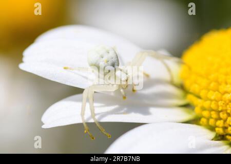 Weiße Krabbenspinne (Misumena vatia) auf weißen und gelben Gänseblümchen, Hampshire, England, Großbritannien Stockfoto