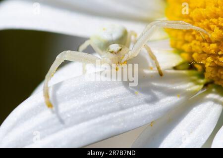 Weiße Krabbenspinne (Misumena vatia) auf weißen und gelben Gänseblümchen, Hampshire, England, Großbritannien Stockfoto