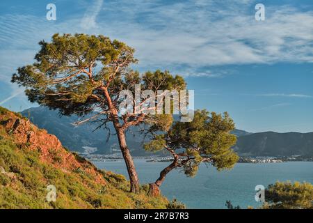 Malerische mediterrane Landschaft mit Pinien über dem Meer und Felsen im goldenen Licht des Sonnenuntergangs an der ägäischen Küste der Türkei Stockfoto