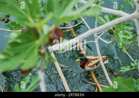 Die Wildente sitzt und ruht auf einem Feigenbaum, der über einem Bergbach wächst, die nachhaltige Entwicklung der Landwirtschaft und der Umweltschutz Stockfoto