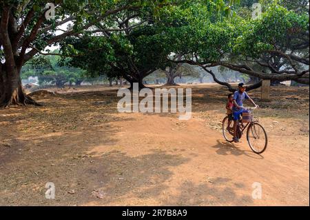 Kinder, die Fahrrad unter Banyanbäumen in Pindaya Myanmar Burma spielen und fahren Stockfoto