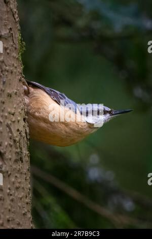 Nuthatch (Sitta europaea) im Queen Elizabeth Forest, Aberfoyle, Schottland, Großbritannien. Stockfoto