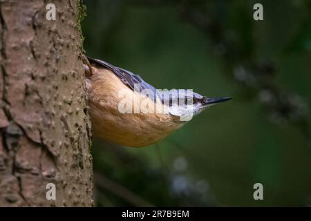 Nuthatch (Sitta europaea) im Queen Elizabeth Forest, Aberfoyle, Schottland, Großbritannien. Stockfoto