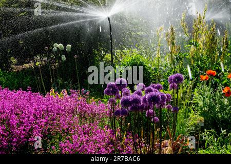 Die Gartenszene, der bewässernde Garten, die Blumen, der Fall, das Wasser, Sprinkler, Sprühen Stockfoto