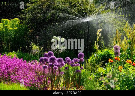 Bewässerung Garten Sommer Sprinkler Bewässerung Blumen Pflanzen Sprühen blühendes Bett Lila blühendes Garten Blume Bett Automatische Bewässerung Blumenbeet Wasserfälle Stockfoto
