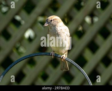 Weiblicher Hausspatz, Passer domesticus hoch oben in einem Garten, West Lothian, Schottland Stockfoto