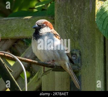 Herrenhaus Spatz, Passer domesticus, hoch oben in einem Garten, West Lothian, Schottland Stockfoto